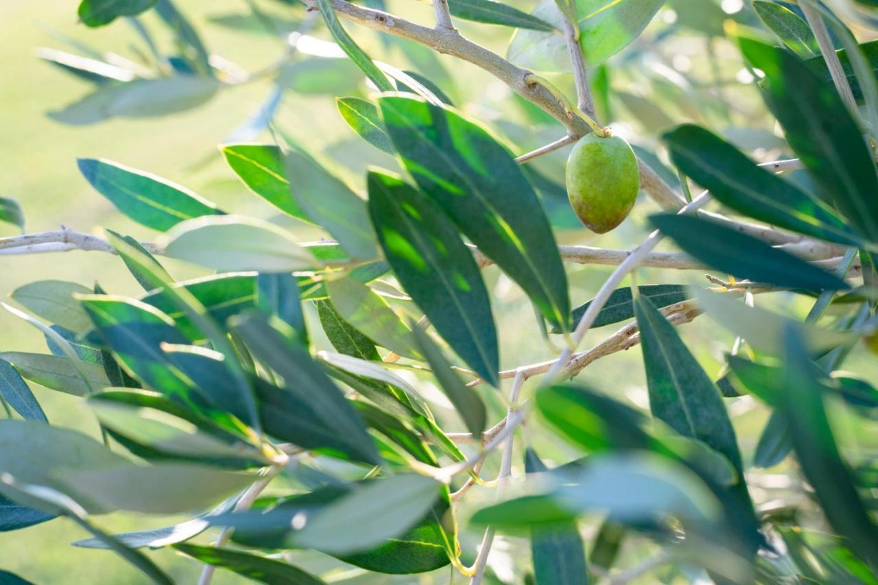 Terre Di Castiglione Castiglione della Pescaia